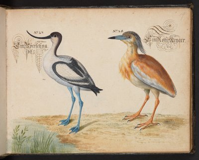 Lisää 6485 f.19 Avocet ja Squacco Heron tekijältä Leonhard Baldner