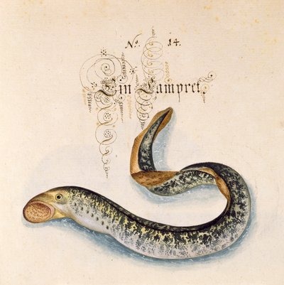Lisää 6485 f.50 Sea Lamprey tekijältä Leonhard Baldner