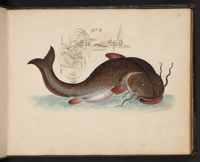 "Uma descrição natural exata e delineamento das aves aquáticas, peixes, bestas quadrúpedes, insetos e vermes, que são encontrados nas águas de Strassburg [Estrasburgo], que eu mesmo fotografei e manuseei. Leonard Baldner, Pescador e Cidadão em Estrasburgo  tekijältä Leonhard Baldner
