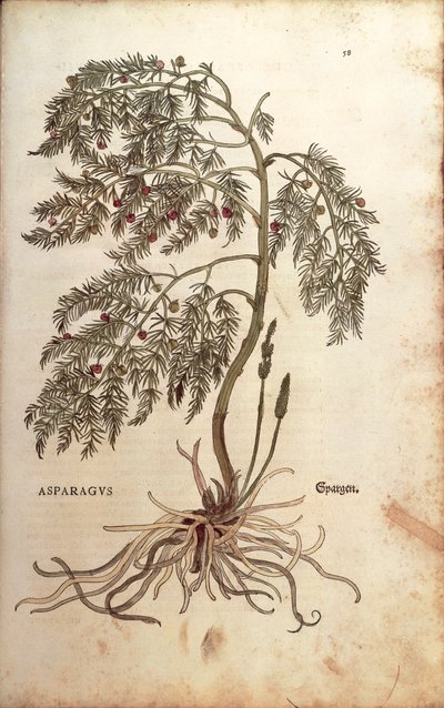Leonhart Fuchsin parsa (Asparagus officinalis) De historia stirpium commentarii insignesista (Huomattavia kommentteja kasvien historiasta) värillinen kaiverrus tekijältä Leonhard Fuchs