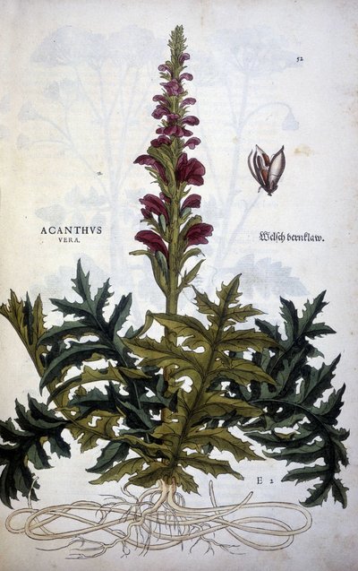 Kasvitieteellinen levy: Acanthus tai Acanthus - Leonhart Fuchsin "Stirpium-kommenttien historiassa" tekijältä Leonhard Fuchs