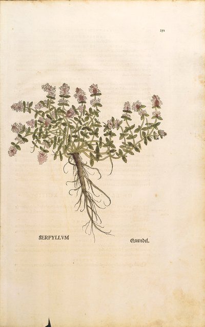 Breckland tai villitimjami (Thymus serpyllum), värillinen kaiverrus Leonhart Fuchs tekijältä Leonhard Fuchs