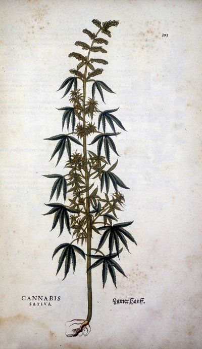 Cannabis Sativa (viljelykasvi hamppua) - Leonhart Fuchsin teoksessa "The History of the Lineages of the Insignia Commentary" tekijältä Leonhard Fuchs