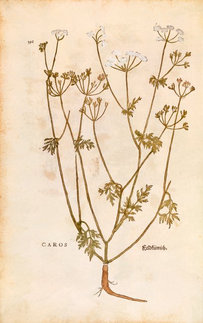 Kumina - Carum carvi (Caros) Leonhart Fuchsin teoksesta De historia stirpium commentarii insignes (Huomionarvoisia kommentteja kasvien historiasta) värillinen kaiverrus. tekijältä Leonhard Fuchs