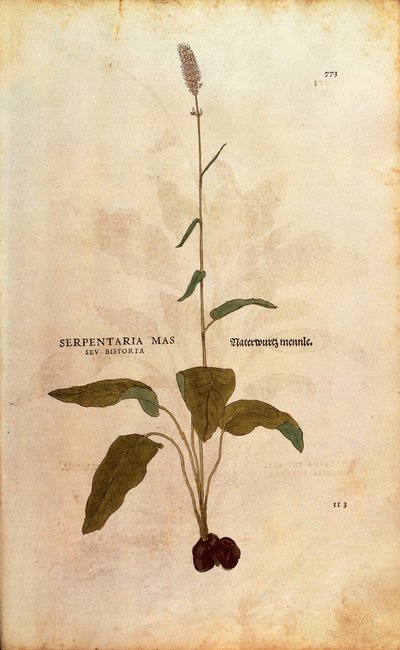 Common Bistorta - Persicaria bistorta tai Bistorta polygonum (Serpentaria mas seu bistorta), kirjoittanut Leonhart Fuchs julkaisusta De historia stirpium commentarii insignes (Huomattavia kommentteja kasvien historiasta) värillinen kaiverrus tekijältä Leonhard Fuchs