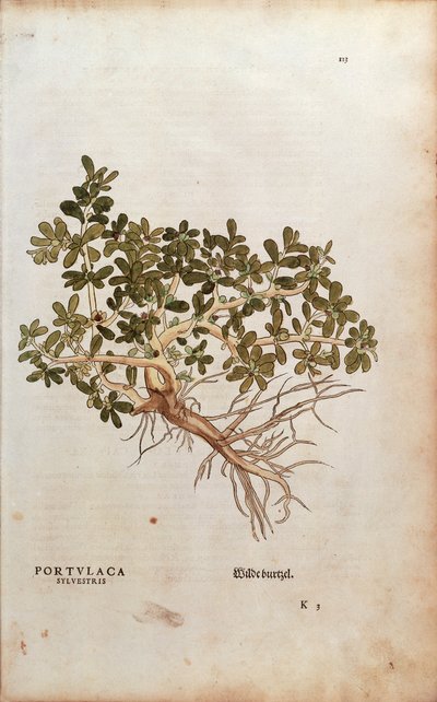 Purslane tai possu - Portulaca oleracea (Portulaca sylvestris), kirjoittanut Leonhart Fuchs julkaisusta De historia stirpium commentarii insignes (merkittäviä kommentteja kasvien historiasta), värillinen kaiverrus tekijältä Leonhard Fuchs