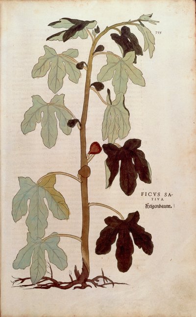 Tavallinen viikuna - Leonhart Fuchsin Ficus carica (Ficus sativa) De historia stirpium commentarii insignesista (Huomattavia kommentteja kasvien historiasta), värillinen kaiverrus tekijältä Leonhard Fuchs