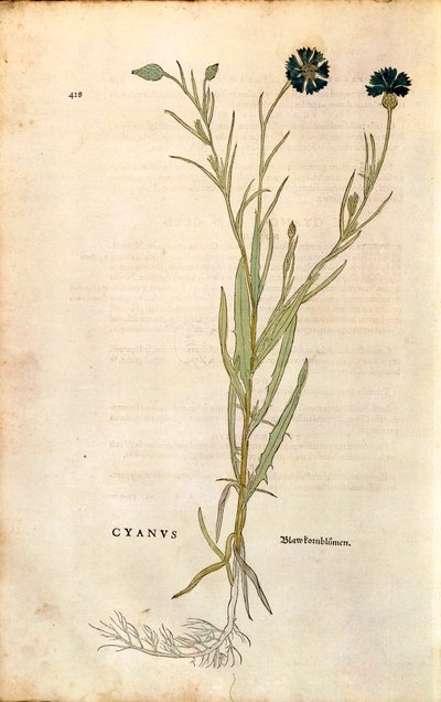Ruiskukka (Centaurea cyanus), Leonhart Fuchs julkaisusta De historia stirpium commentarii insignes (merkittäviä kommentteja kasvien historiasta), värillinen kaiverrus tekijältä Leonhard Fuchs
