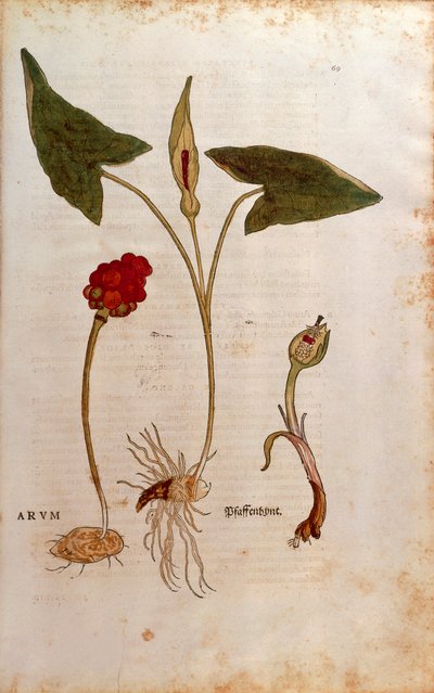 Käkipint eli italialaiset herrat ja naiset - Arum italicum (Arum), kirjoittanut Leonhart Fuchs teoksesta De historia stirpium commentarii insignes (Huomattavia kommentteja kasvien historiasta), värillinen kaiverrus tekijältä Leonhard Fuchs