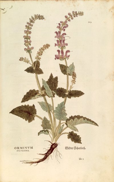 Dragonmouth (Horminum tai Orminum sylvestre), Leonhart Fuchs De historia stirpium commentarii insignesista (Huomattavia kommentteja kasvien historiasta), värillinen kaiverrus tekijältä Leonhard Fuchs