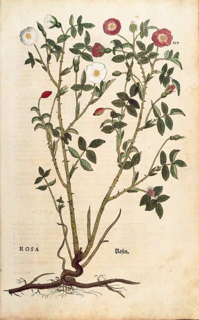 Ikivihreä ruusu (Rosa sempervirens), Leonhart Fuchs De historia stirpium commentarii insignesista (Huomattavia kommentteja kasvien historiasta), värillinen kaiverrus tekijältä Leonhard Fuchs