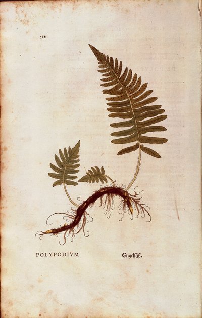 Saniainen, tavallinen polypody (Polypodium vulgare), Leonhart Fuchs julkaisusta De historia stirpium commentarii insignes (Huomattavia kommentteja kasvien historiasta) värillinen kaiverrus tekijältä Leonhard Fuchs