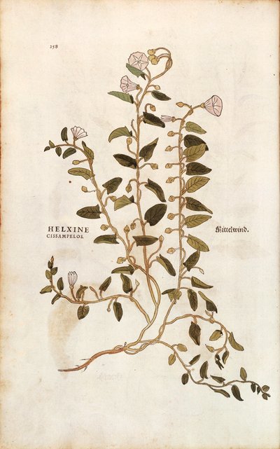 Kenttäruoho - Convolvulus arvensis (Helxine cissampelos), kirjoittanut Leonhart Fuchs julkaisusta De historia stirpium commentarii insignes (merkittäviä kommentteja kasvien historiasta) värillinen kaiverrus tekijältä Leonhard Fuchs