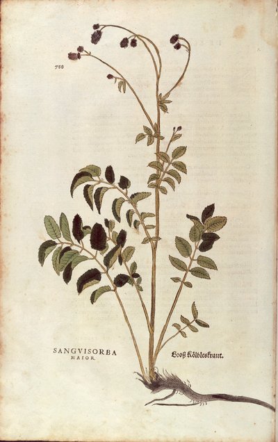 Great burnet - Sanguisorba officinalis (Sanguisorba major), kirjoittanut Leonhart Fuchs De historia stirpium commentarii insignesista (Huomattavia kommentteja kasvien historiasta) värillinen kaiverrus tekijältä Leonhard Fuchs