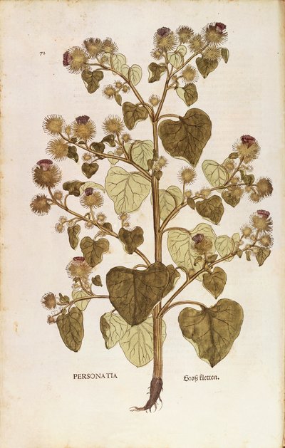 Takiainen - Arctium lappa (Personatia) Leonhart Fuchs teoksesta De historia stirpium commentarii insignes (merkittäviä kommentteja kasvien historiasta), värillinen kaiverrus tekijältä Leonhard Fuchs