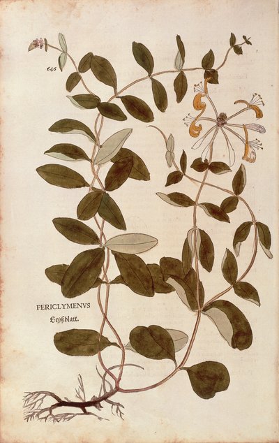 Leonhart Fuchsin kuusama (Lonicera periclymenum) teoksesta De historia stirpium commentarii insignes (merkittäviä kommentteja kasvien historiasta), värillinen kaiverrus tekijältä Leonhard Fuchs