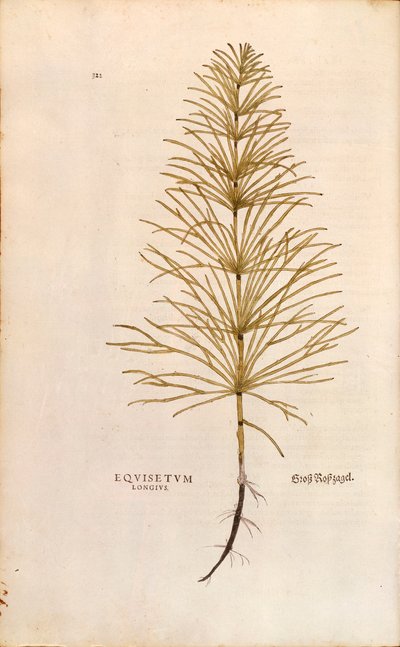 Korte - Equisetum arvense (Equisetum arvense), Leonhart Fuchs kirjasta The History of Plants (Huomattavia kommentteja kasvien historiasta), värillinen kaiverrus tekijältä Leonhard Fuchs