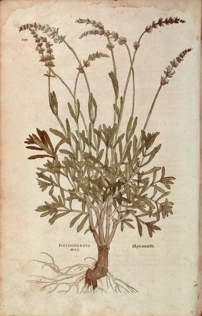 Laventeli - Lavandula spica (Pseudonardus mas), kirjoittanut Leonhart Fuchs teoksesta De historia stirpium commentarii insignes (merkittäviä kommentteja kasvien historiasta), värillinen kaiverrus tekijältä Leonhard Fuchs