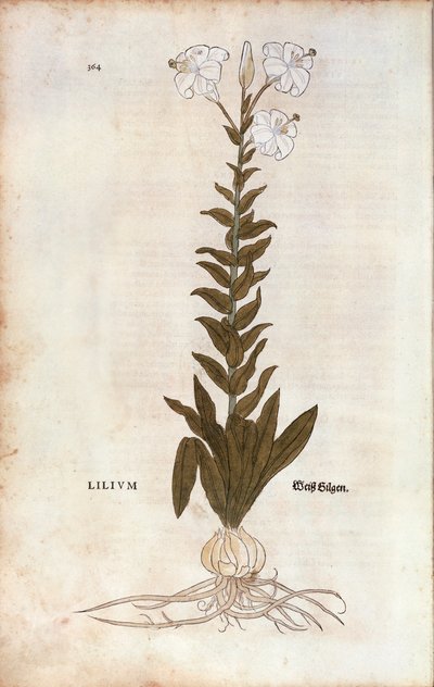 Lilja (Lilium), Leonhart Fuchs De historia stirpium commentarii insignesista (Huomattavia kommentteja kasvien historiasta), värillinen kaiverrus tekijältä Leonhard Fuchs