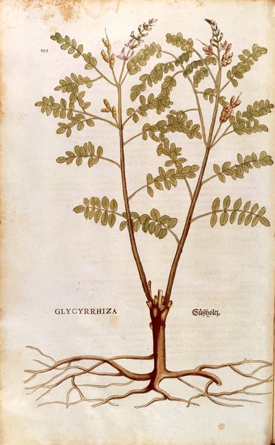 Lakritsi tai lakritsi (Glycyrrhiza glabra), Leonhart Fuchs De historia stirpium commentarii insignesista (Huomattavia kommentteja kasvien historiasta) värillinen kaiverrus tekijältä Leonhard Fuchs