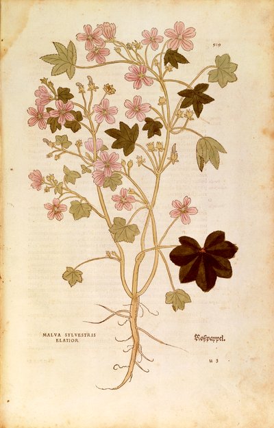 Mallow (Malva sylvestris elatior) Leonhart Fuchs De historia stirpium commentarii insignesista (Huomioittavia kommentteja kasvien historiasta), värillinen kaiverrus tekijältä Leonhard Fuchs