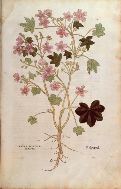 Mallow (Malva sylvestris elatior) Leonhart Fuchs De historia stirpium commentarii insignesista (Huomioittavia kommentteja kasvien historiasta), värillinen kaiverrus tekijältä Leonhard Fuchs