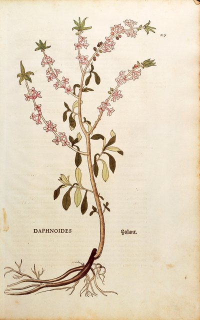Mezereon - Daphne mezereum (Daphnoides), Leonhart Fuchs De historia stirpium commentarii insignesista (Huomattavia kommentteja kasvien historiasta), värillinen kaiverrus tekijältä Leonhard Fuchs