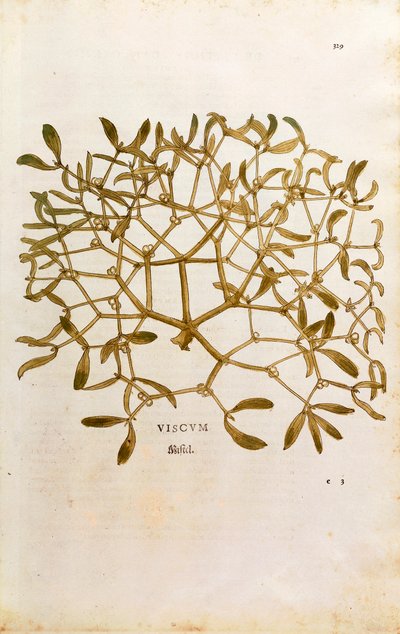 Misteli (Viscum-albumi), Leonhart Fuchs De historia stirpium commentarii insignesista (merkittäviä kommentteja kasvien historiasta) värillinen kaiverrus tekijältä Leonhard Fuchs