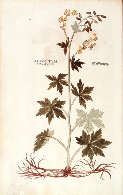 Northern Wolfsbane (Aconitum lycoctonum), Leonhart Fuchs kirjasta De historia stirpium commentarii insignes (merkittäviä kommentteja kasvien historiasta), värillinen kaiverrus tekijältä Leonhard Fuchs