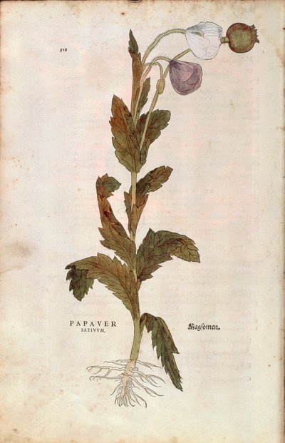Oopiumunikko - Leonhart Fuchsin Papaver somniferum (Papaver satiuum) teoksesta De historia stirpium commentarii insignes (Huomattavia kommentteja kasvien historiasta), värillinen kaiverrus tekijältä Leonhard Fuchs