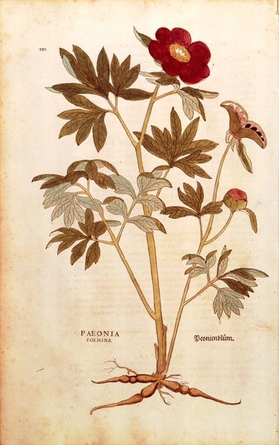 Pioni - Paeonia officinalis (Paeonia foemina), Leonhart Fuchs kirjasta De historia stirpium commentarii insignes (Huomattavia kommentteja kasvien historiasta), värillinen kaiverrus tekijältä Leonhard Fuchs