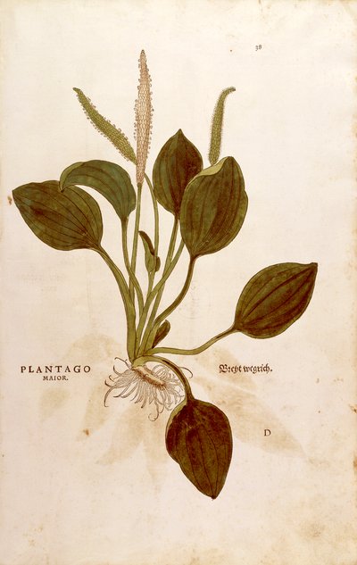 Plantain (Plantago major) Leonhart Fuchsin De historia stirpium commentarii insignesista (Huomattavia kommentteja kasvien historiasta) värillinen kaiverrus tekijältä Leonhard Fuchs