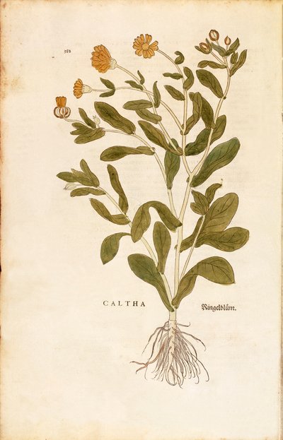 Ruukun kehäkukka - Calendula officinalis (Caltha) Leonhart Fuchs De historia stirpium commentarii insignesista (Huomattavia kommentteja kasvien historiasta) värillinen kaiverrus tekijältä Leonhard Fuchs