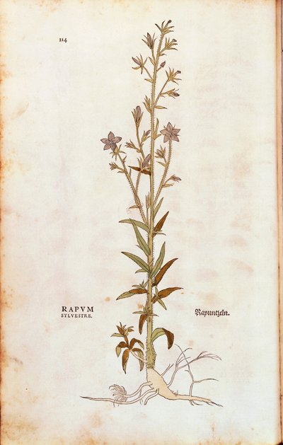 Rampionin kellokukka - Campanula rapunculus (Rapum sylvestre) Leonhart Fuchsin teoksesta De historia stirpium commentarii insignes (Huomionarvoisia kommentteja kasvien historiasta) värillinen kaiverrus. tekijältä Leonhard Fuchs