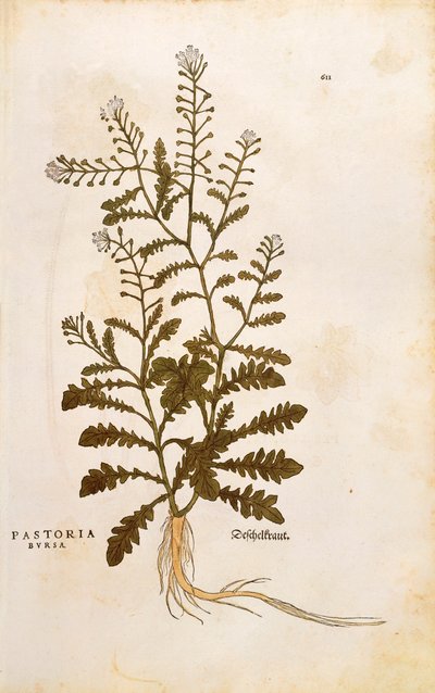 Paimenen kukkaro - Capsella bursa-pastoris (Pastoria bursa) Leonhart Fuchsin teoksesta De historia stirpium commentarii insignes (Huomionarvoisia kommentteja kasvien historiasta), värillinen kaiverrus. tekijältä Leonhard Fuchs
