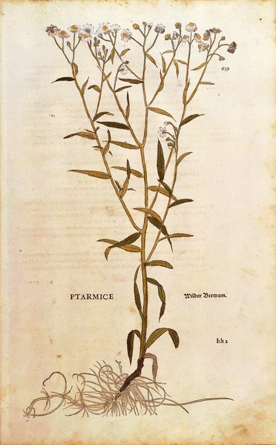 Aivastama - Achillea ptarmica (Ptarmice), kirjoittanut Leonhart Fuchs De historia stirpium commentarii insignesista (merkittäviä kommentteja kasvien historiasta) värillinen kaiverrus tekijältä Leonhard Fuchs