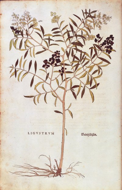 Villi privet (Ligustrum vulgare), Leonhart Fuchs De historia stirpium commentarii insignesista (Huomattavia kommentteja kasvien historiasta) värillinen kaiverrus tekijältä Leonhard Fuchs