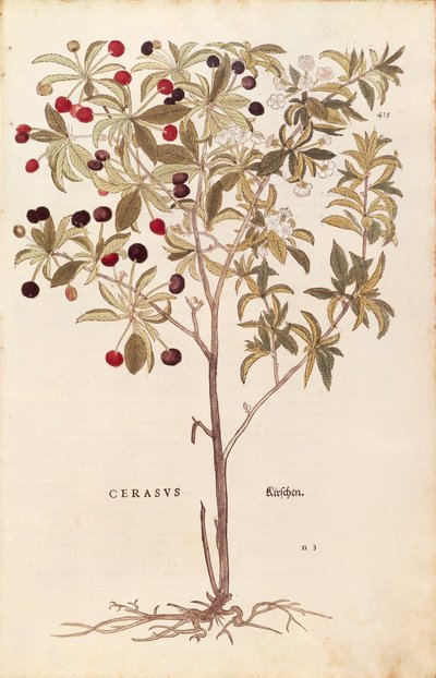 Villikirsikka - Prunus avium (Cerasus) Leonhart Fuchs De historia stirpium commentarii insignesista (Huomattavia kommentteja kasvien historiasta) värillinen kaiverrus tekijältä Leonhard Fuchs