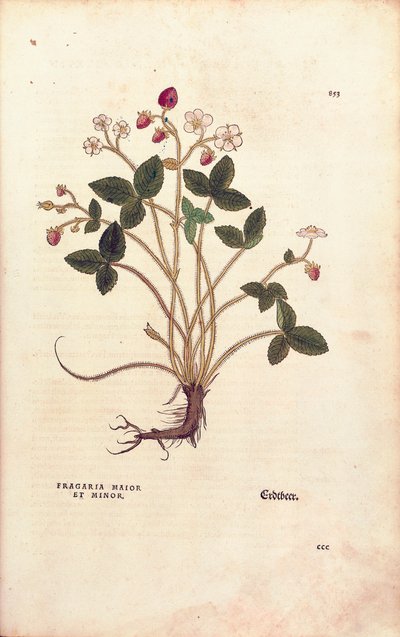 Metsämansikka - Fragaria vesca (Fragaria maior et minor), kirjoittanut Leonhart Fuchs teoksesta De historia stirpium commentarii insignes (merkittäviä kommentteja kasvien historiasta), värillinen kaiverrus tekijältä Leonhard Fuchs
