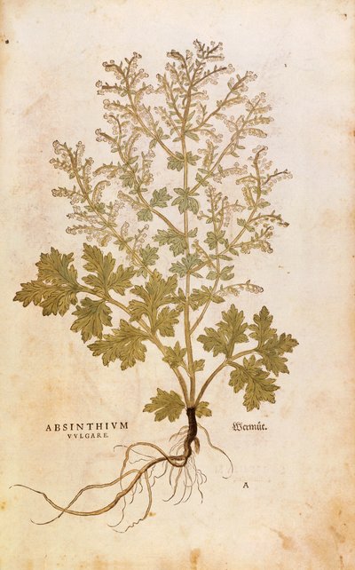 Koiruoho - Artemisia absinthium (Absinthium vulgare) Leonhart Fuchsin teoksesta De historia stirpium commentarii insignes (Huomattavia kommentteja kasvien historiasta), värillinen kaiverrus. tekijältä Leonhard Fuchs