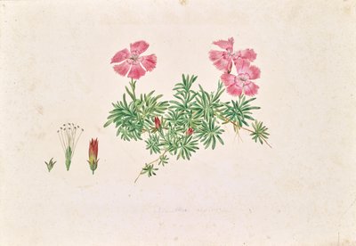 Alppinelikko (Dianthus alpinus) tekijältä Leopold von Stoll