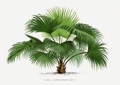  tekijältä Les Palmiers Histoire Iconographique
