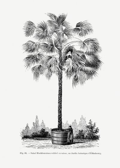 tekijältä Les Palmiers Histoire Iconographique