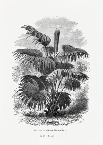  tekijältä Les Palmiers Histoire Iconographique