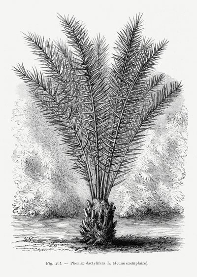  tekijältä Les Palmiers Histoire Iconographique
