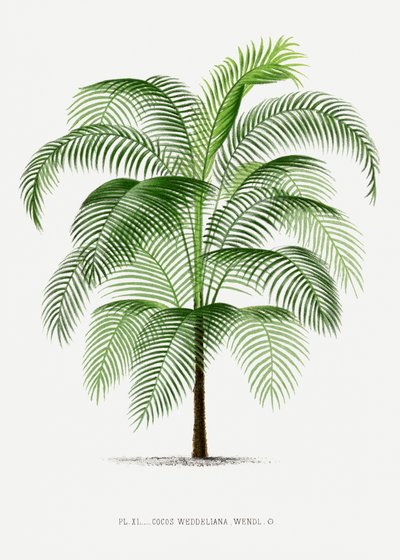  tekijältä Les Palmiers Histoire Iconographique