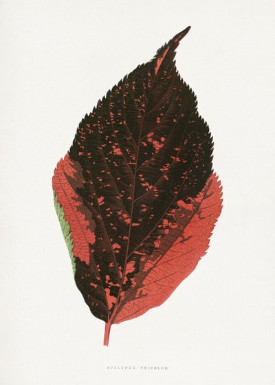  tekijältä Les Plantes a Feuillage Colore