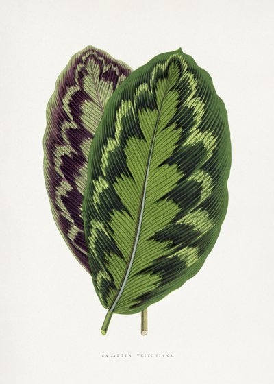  tekijältä Les Plantes a Feuillage Colore