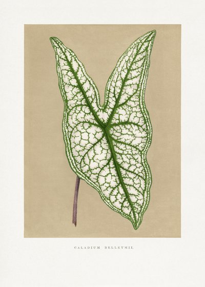  tekijältä Les Plantes a Feuillage Colore