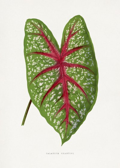  tekijältä Les Plantes a Feuillage Colore